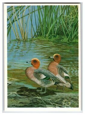 1986 European Wigeon Ducks Postcard by V. G. Egorov Russian Wildlife Art
